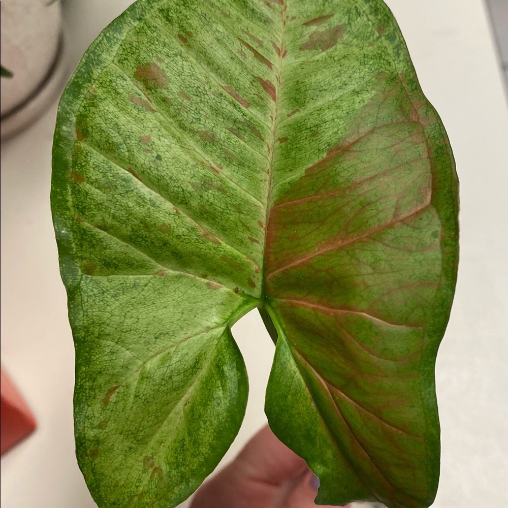 Syngonium